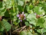5-HERBES SAUVAGES
